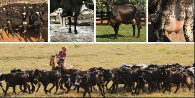 Criador prepara 2000 novilhas Girolando para atender mercado mato-grossense