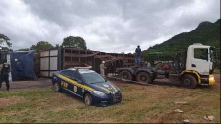 Seis bovinos morrem e motorista fica ferido ap
