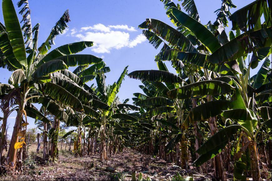 Cultivo da fruta mais produzida em MT 