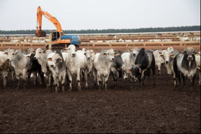 Carne bovina produzida em MT destinada 