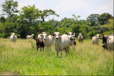 Mato Grosso registra recorde de abates de bovinos e exporta