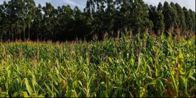 Etanol de milho: pesquisa explora potencial dos coprodutos para alimenta