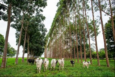 Mercado do boi em Mato Grosso enfrenta desafio