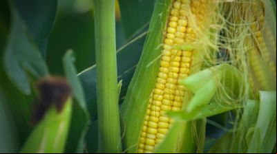 Guerra Comercial impacta soja e milho: Entenda