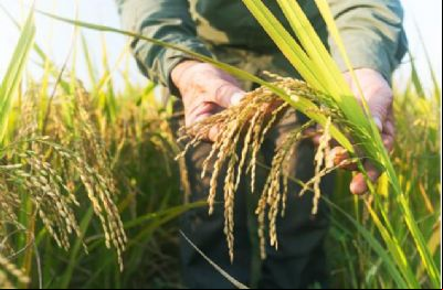 Produtores de MT investem no plantio de arroz no Cerrado como op