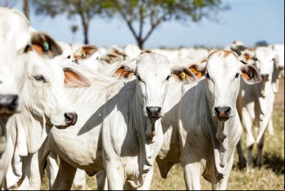 Rebanho bovino de Mato Grosso chega a 34,4 milh