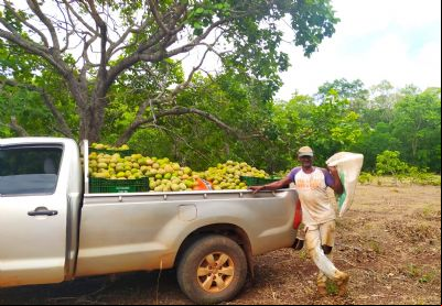 Maior produtor de pequi de MT, Ribeir