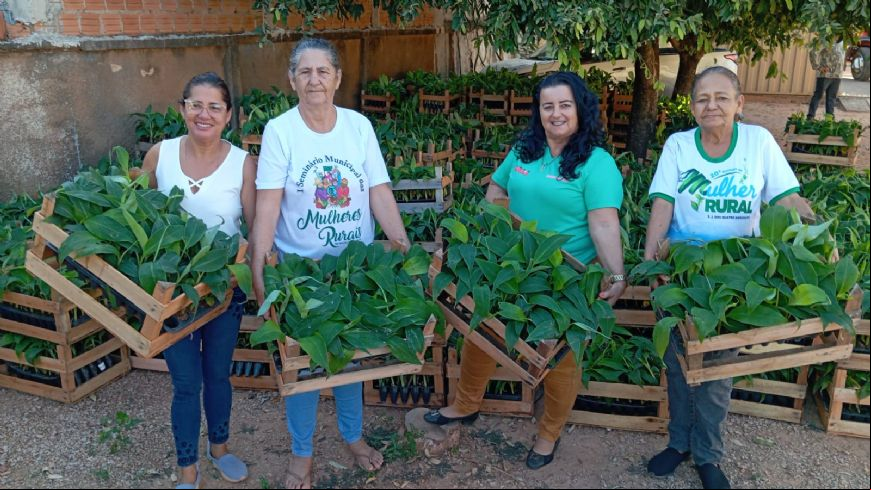 Governo de MT apoia mulheres do campo com 15 mil mudas de banana e kits para cultivo irrigado da fruta