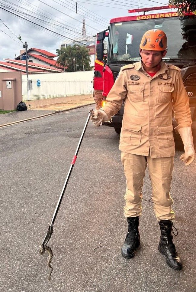 Bombeiros resgatam cobra que estava dentro de carro