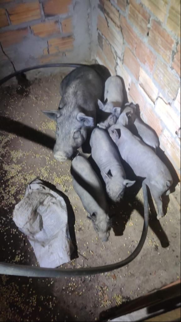 Faccionados que invadiram fazenda para furtar eletrodom