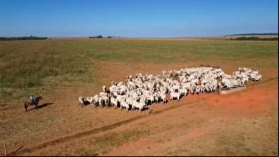 Pecuaristas de Mato Grosso investem na redu