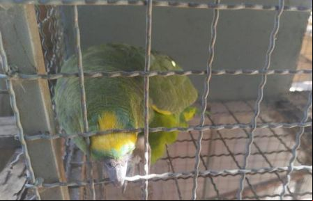 Aves silvestres ilegais s