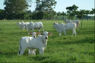 BOI/CEPEA: Pastagem ruim limita demanda por animais de reposi