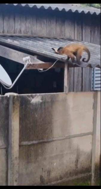 Macaco 