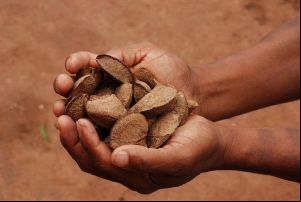 Castanha do Brasil produzida por ind