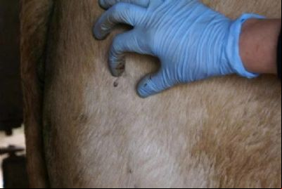 Pesquisadores desenvolvem carrapaticida com plantas medicinais